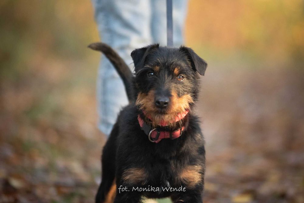 Bendżi – mały terierek z ogromną duszą czeka na swój dom
