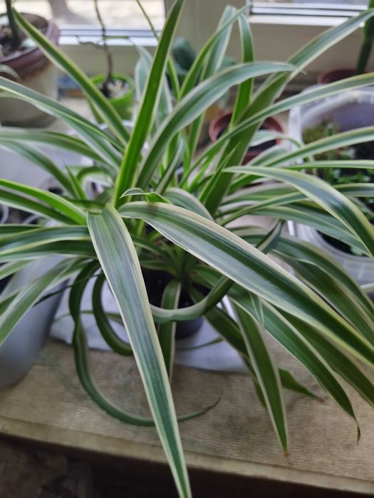 Цветок хлорофитум.