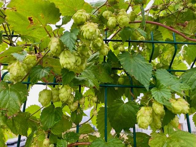 Przycinanie drzewek i krzewów, pielęgnacja ogrodów
