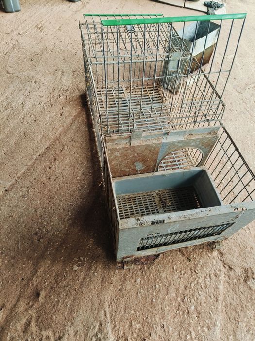 Coelheiras com ninhos