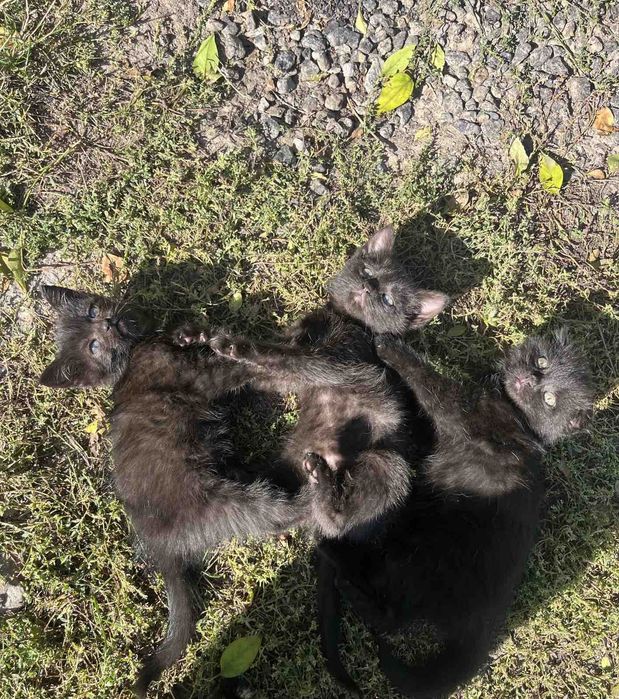Котики в добрі руки мама висловуха