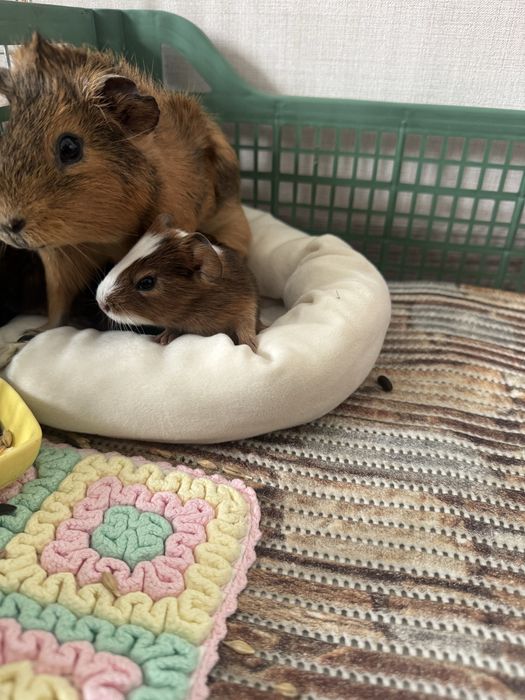 Продам морских свинок(свои)