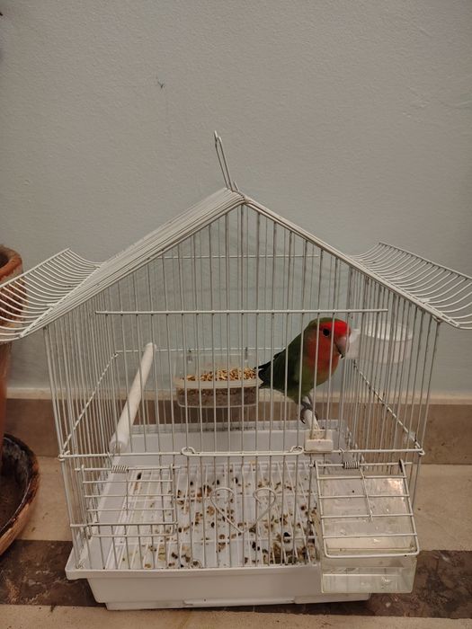 Roseicolli com giola