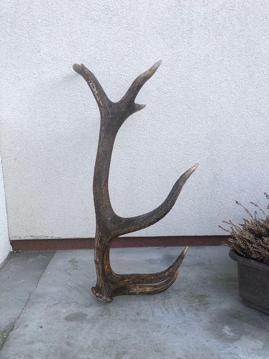 Duże poroże jelenia 70 cm – naturalny zrzut, dekoracja, rękodzieło