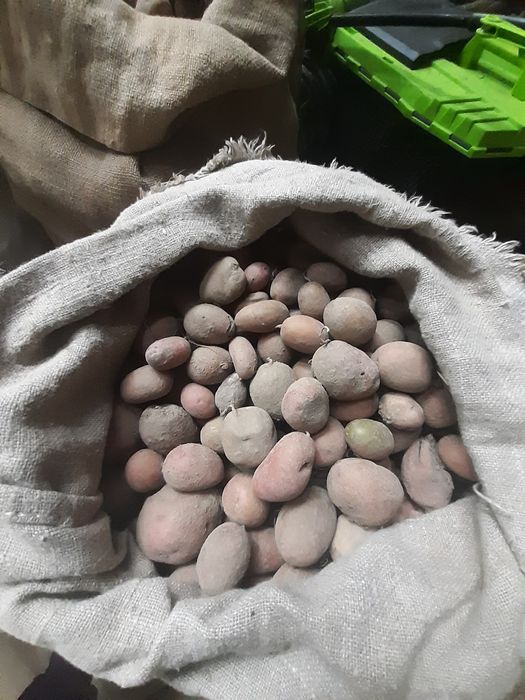 Дрібна картопля для відгодівлі