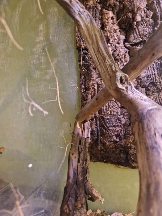 Oddam patyczaki,  małe oraz średnie