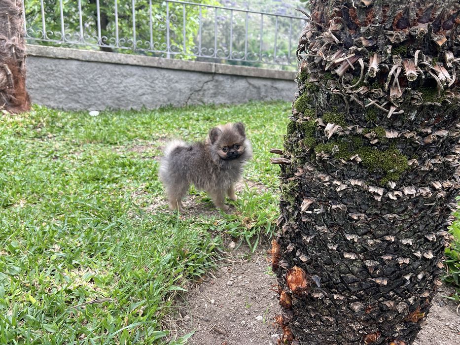 Ultimo Menino lulu com pedigree em Braga