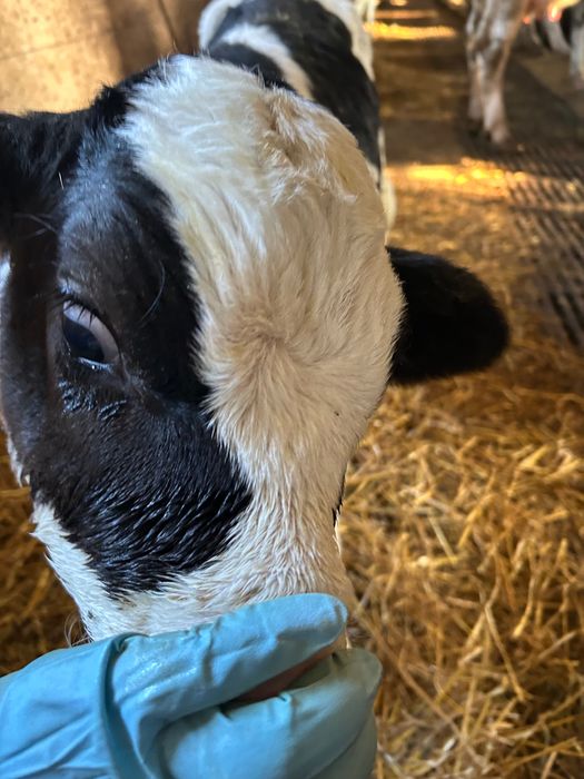 byczek   2 sztuki, 10  dni