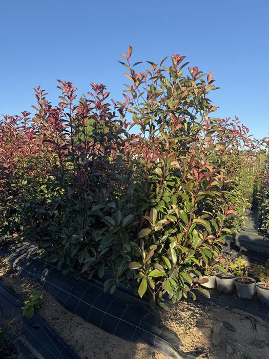 Photinias Red Robin