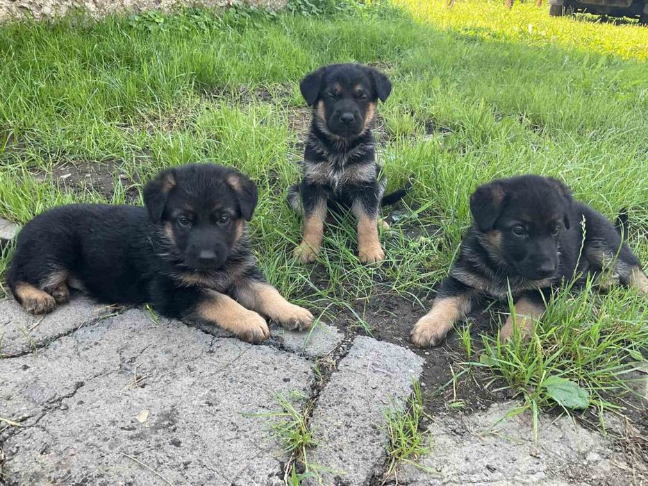 В'язка кобель німецька вівчарка