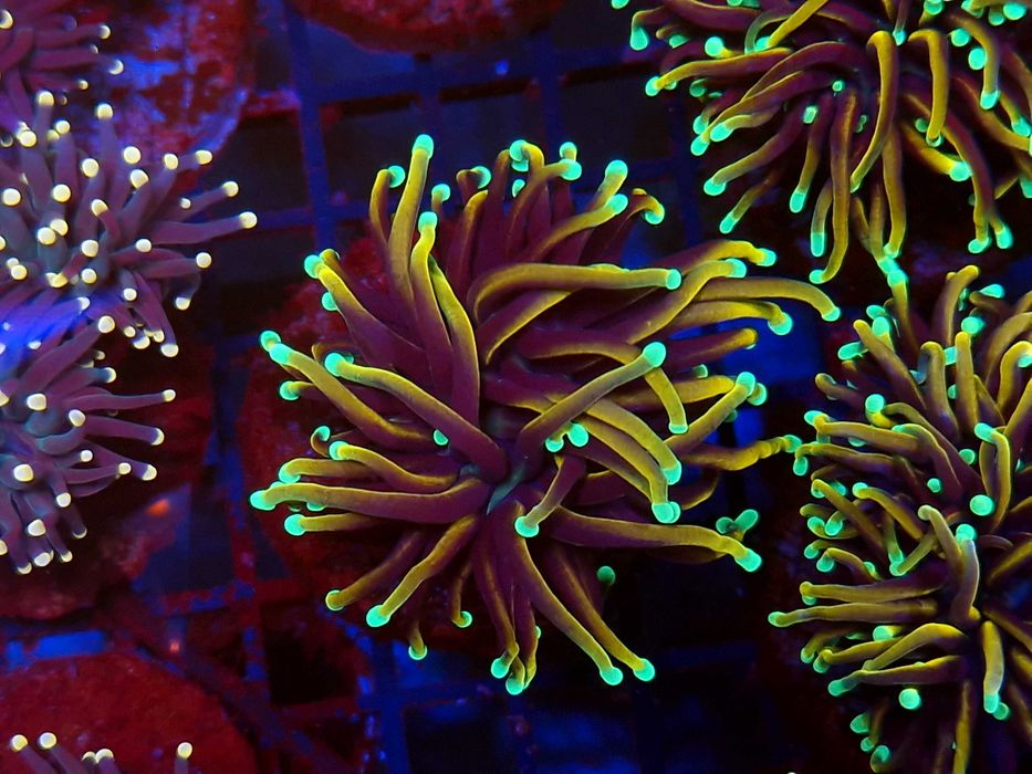 Euphyllia glabrescens Dragon Soul Koralowce Akwarystyka morska Poznań