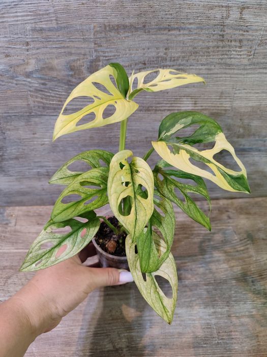 Монстера Адансонії варіагатна, Monstera Adansonii variegata