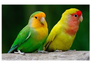 Love birds pair. Exchange possible with ring neck