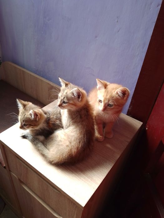 Віддам в добрі руки кошенят звичайної породи.кошенят в добрі руки