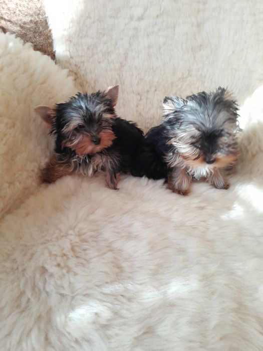 Цуценят йоркширського тер'єра