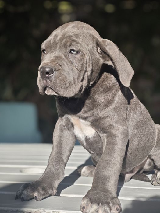 Cane Corso Italiano - Macho Cizento
