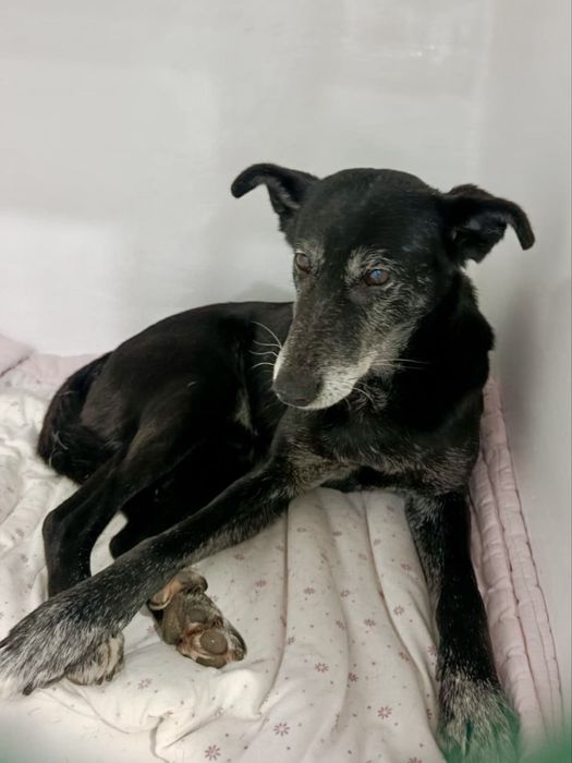 Cão macho para adoção responsável