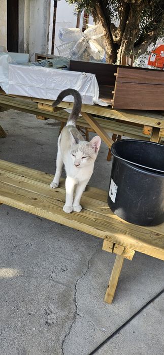 Gatinhos para dar