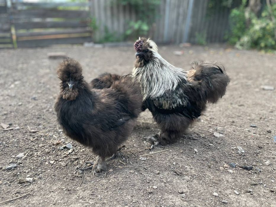 Китайські пухові кури