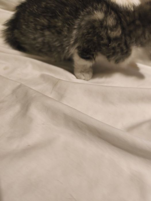 Gatinha para doação tem 2 meses e 1 semana