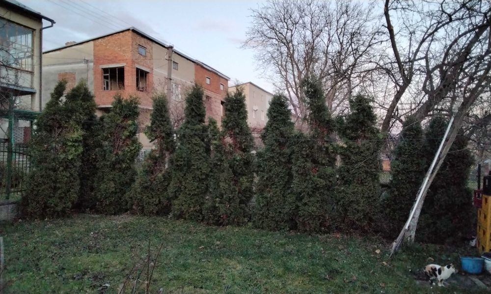 Туї дорослі самовивіз