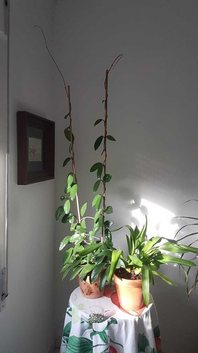 Plantas lindas com anos.oprtunidade