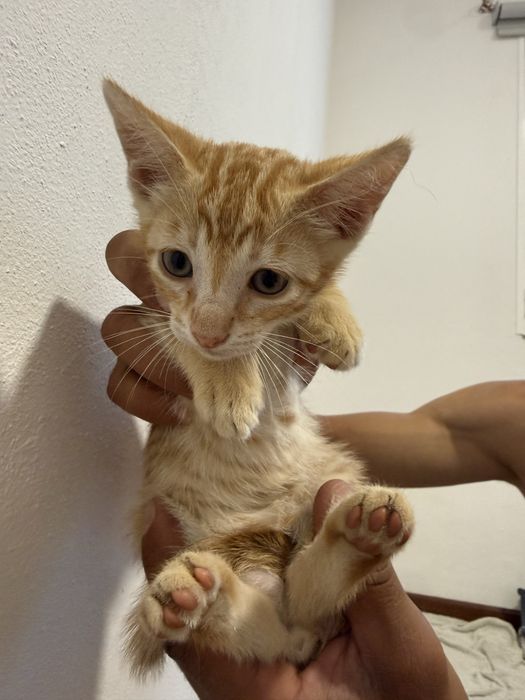 4 gatinhos para adoção responsavel