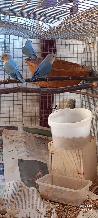 2 machos agapornis 2026