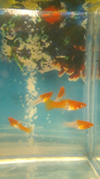 Аквариумные рыбки разных видов,живые корма.