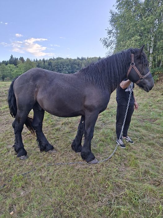 Sprzedam ogiera zimnokrwistego