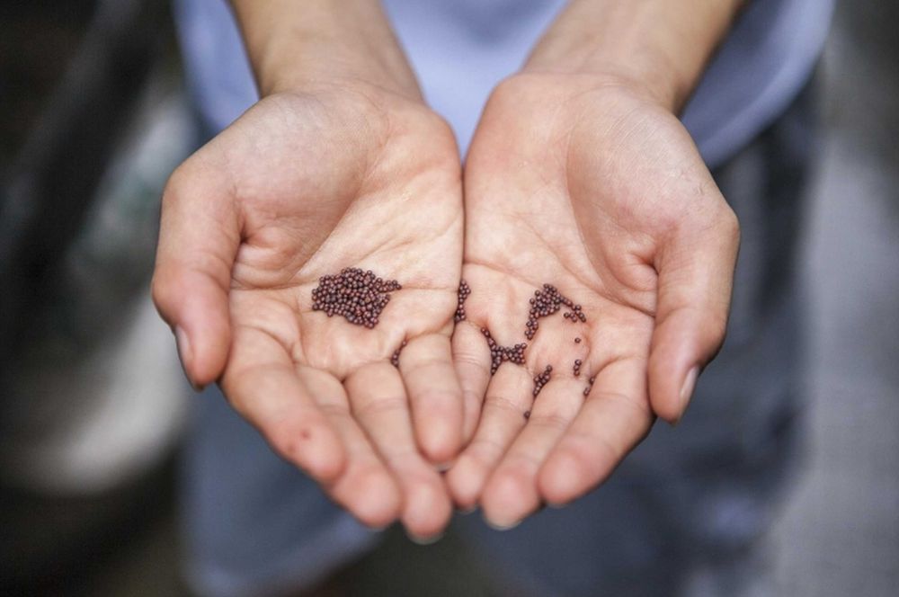 LUCERNA sorgo BÓB bobik łubin peluszka groch koniczyna rzodkiew płużna