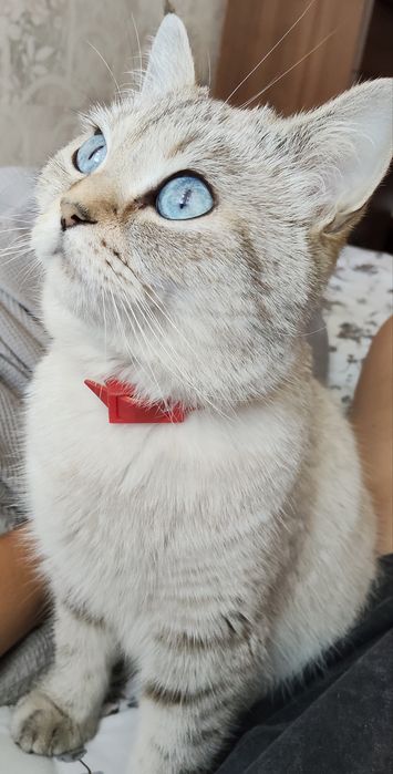 Шотландские котята окрас Табби