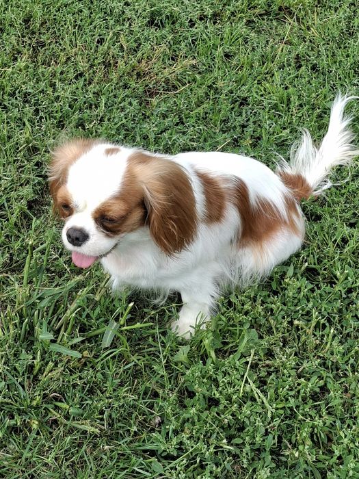 Cavalier półtora roczna suczka