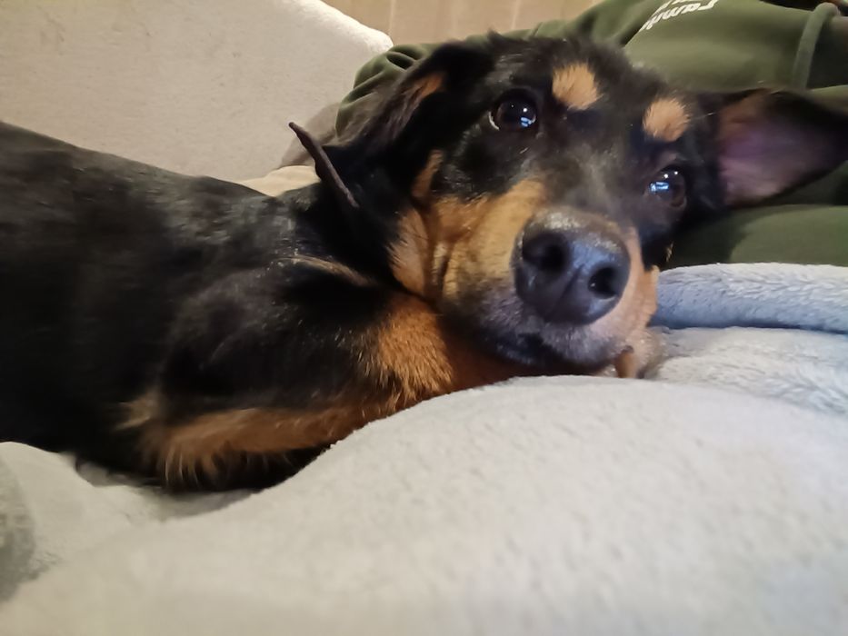 Śliczna SANTA szuka kochającego domu