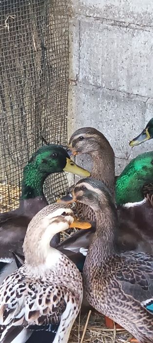 Patos Rouen (casal)