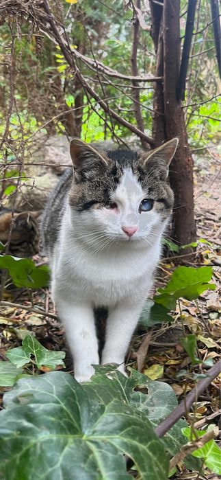 4 kotki pilnie szukają kochającego domu