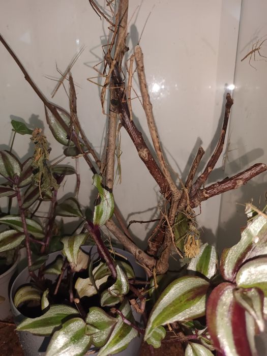 Oddam patyczaki rogate