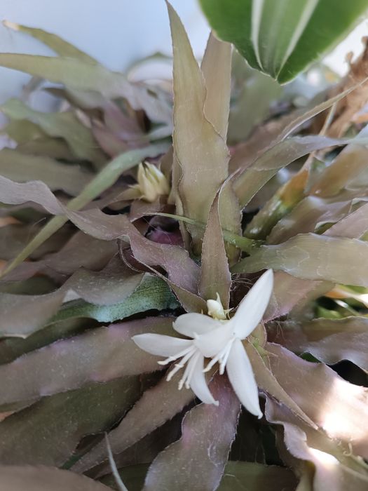 Криптантус бромелиевые