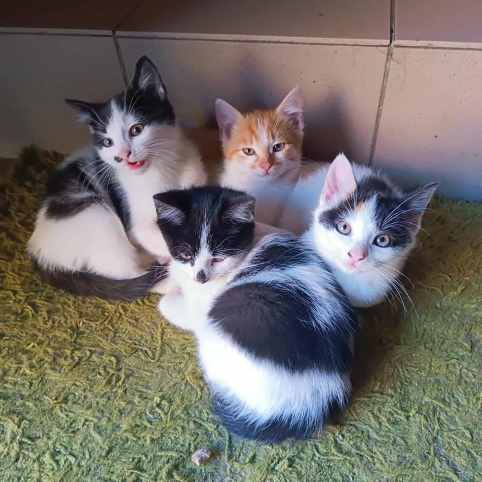 Oddam kotki w dobre ręce