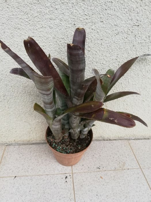 Planta  de exterior