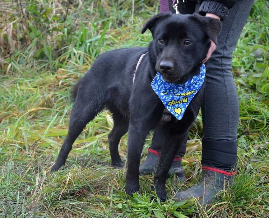 Nero - radosny psi brunecik szuka nowej rodziny! :)