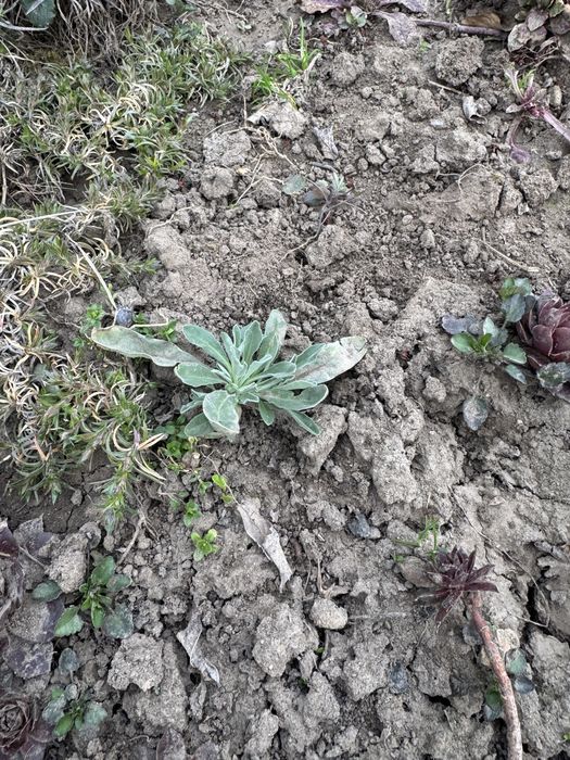 Арабіс, примула, аліссум