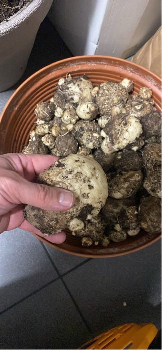 Kalia żółta cebulki