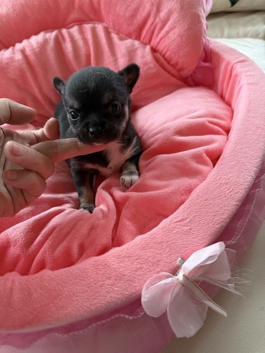 Chihuahua dziewczynka xxs