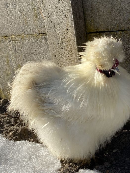 Sprzedam koguta kura jedwabista silka silki czysty biały