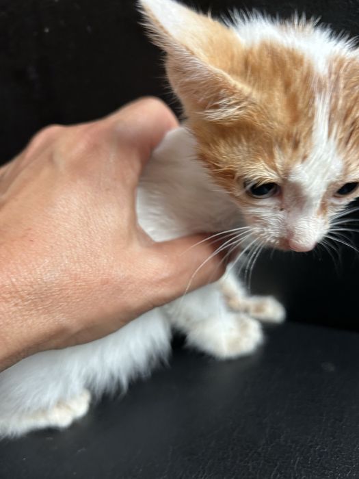 Gatinha bebé para uma adoçao responsavel
