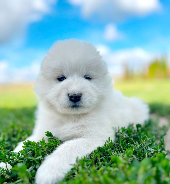 Samoyed szczeniak ZKwP FCI