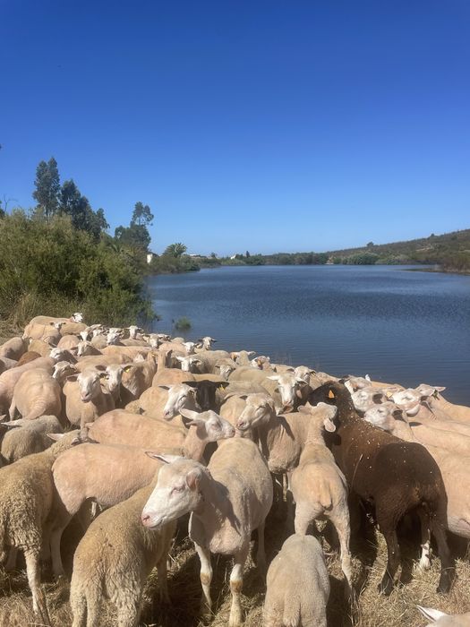 Ovelhas cruzadas várias raças