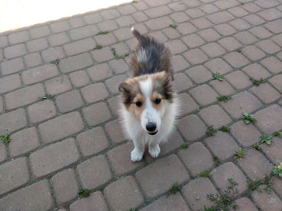 Owczarek szkocki collie suczka