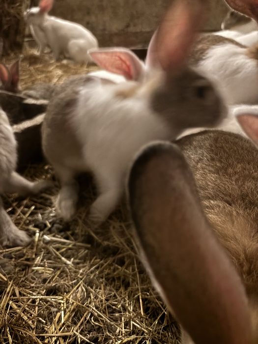 Coelhos criação rural.